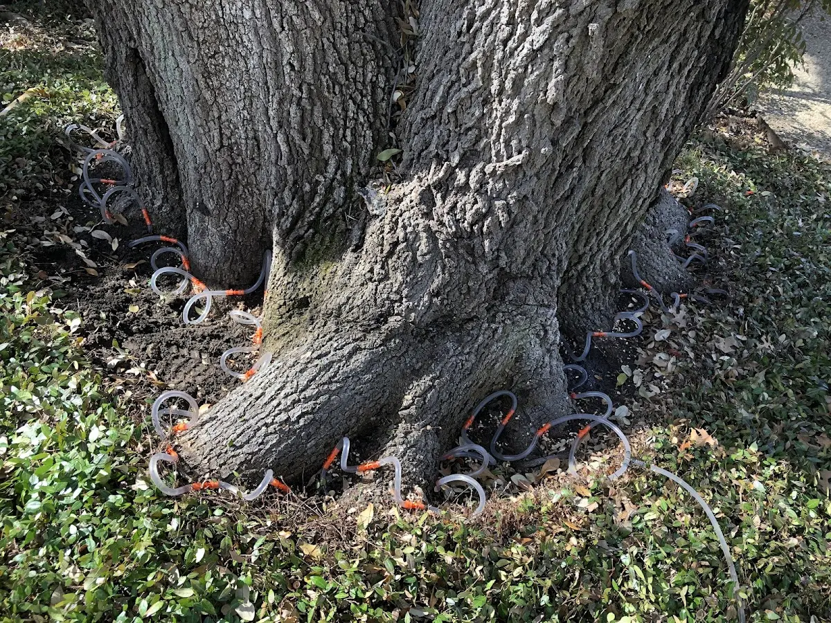 Detailed Tree Cabling and Bracing job site in Procious