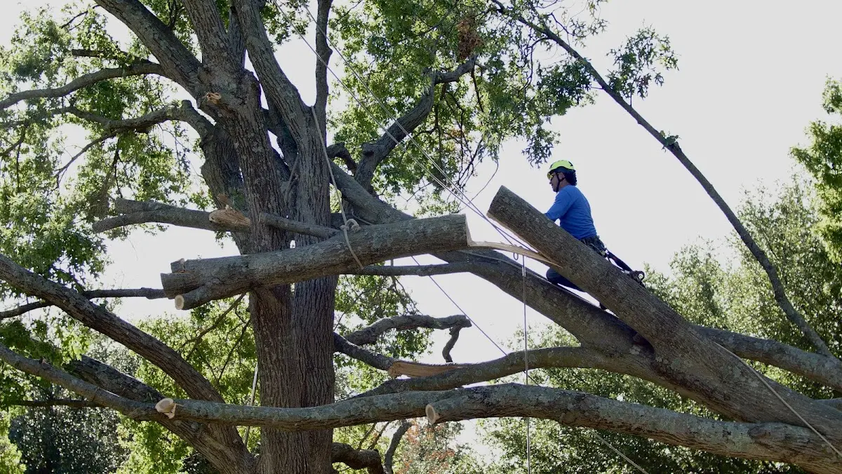Professional Crown Thinning performed by certified arborists in Procious