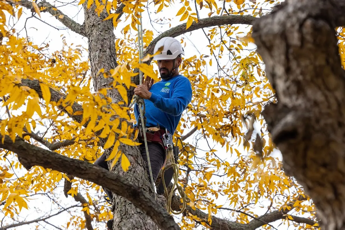 Skilled Emergency Tree Service crew working in Procious