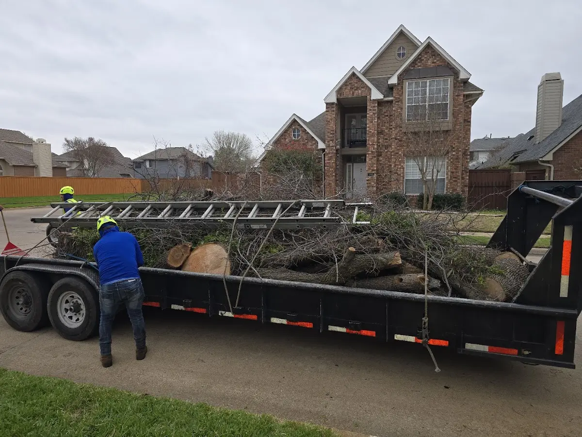Expert Tree Removal with proper safety equipment in Procious